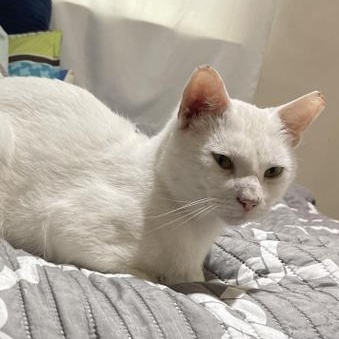 Bonsai — thumbnail 4