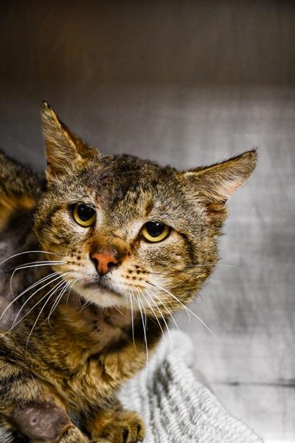 Hanzo, Adoptable, Adult Male Domestic Short Hair & Domestic Short Hair.