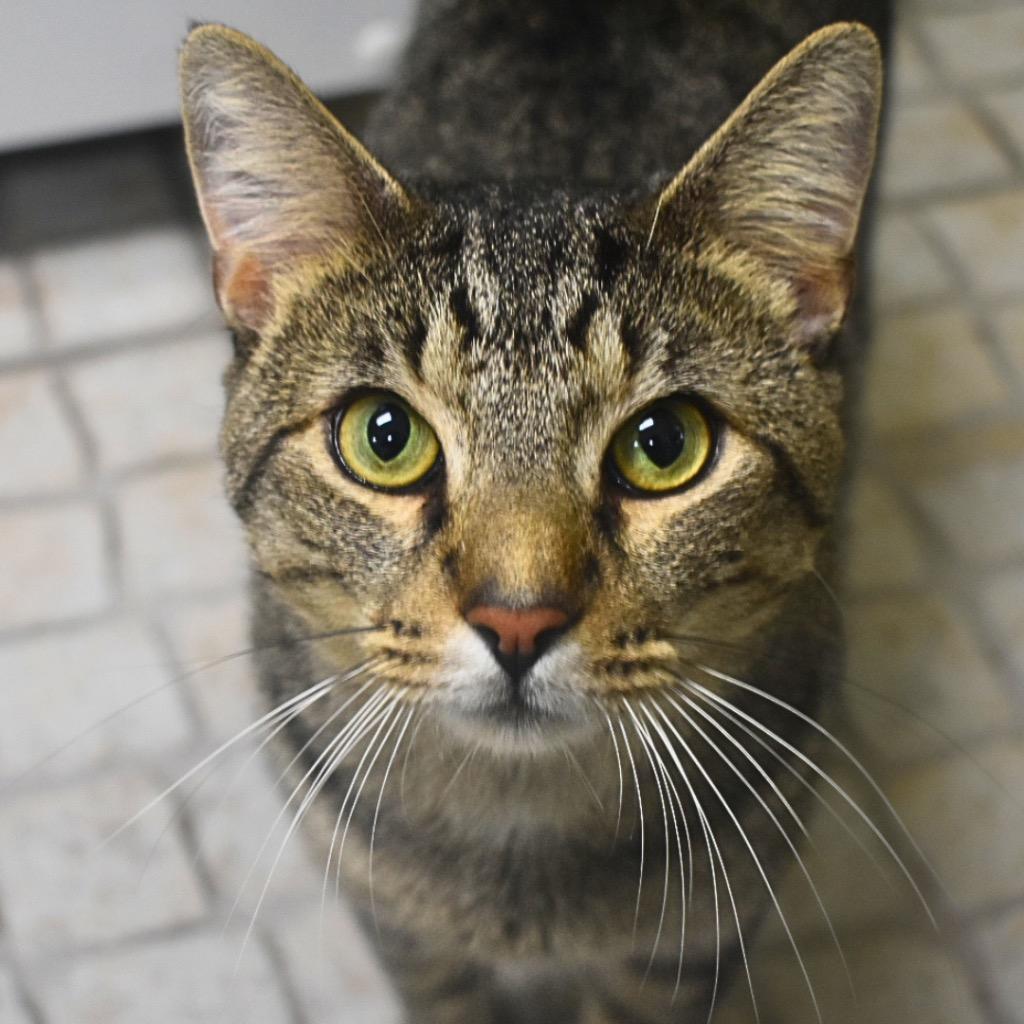 Zen, Adoptable, Young Male Domestic Short Hair.