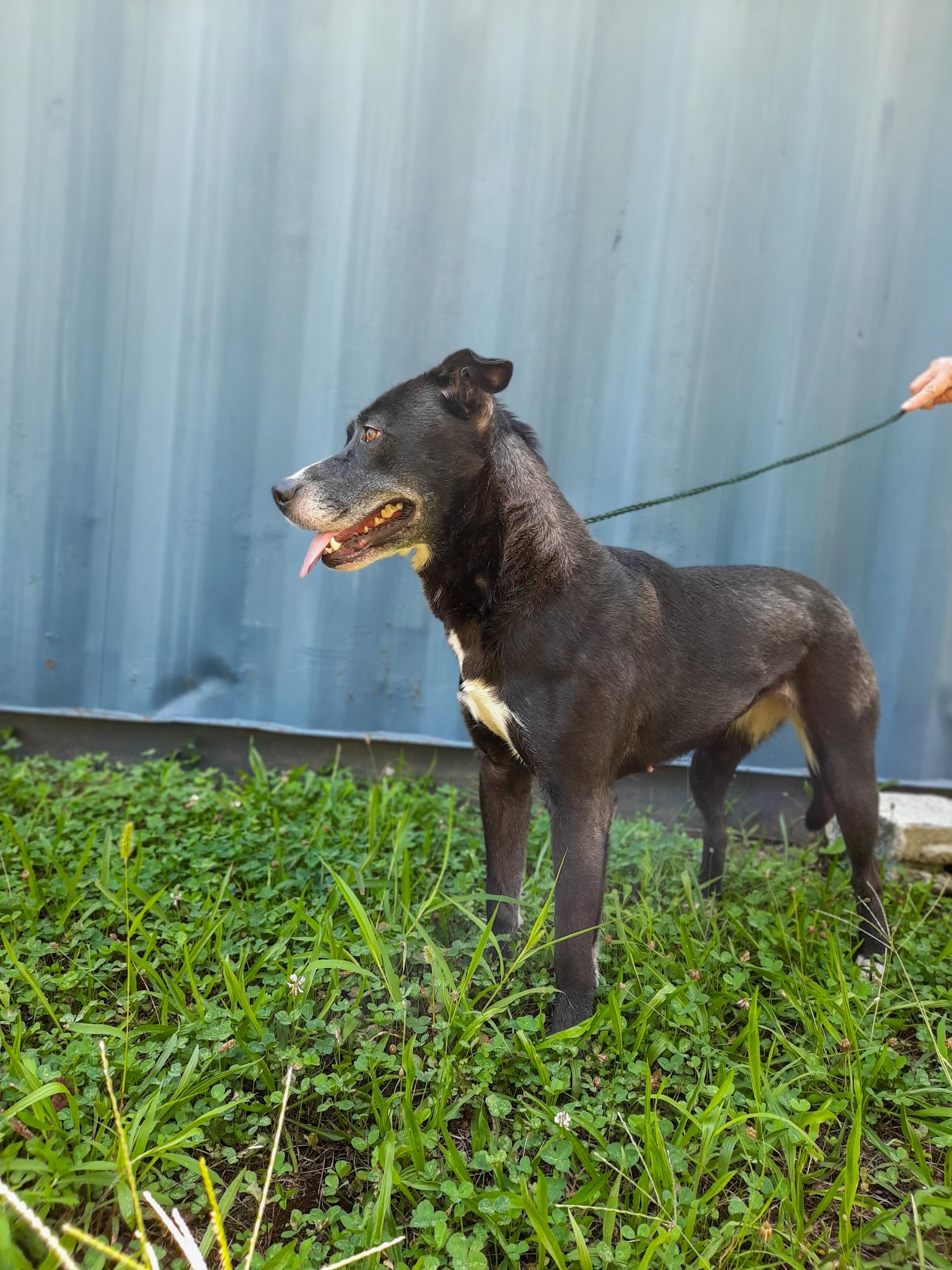 Enlarge Madelyn, a Adopted mixed breed in Newport, TN image 1/6