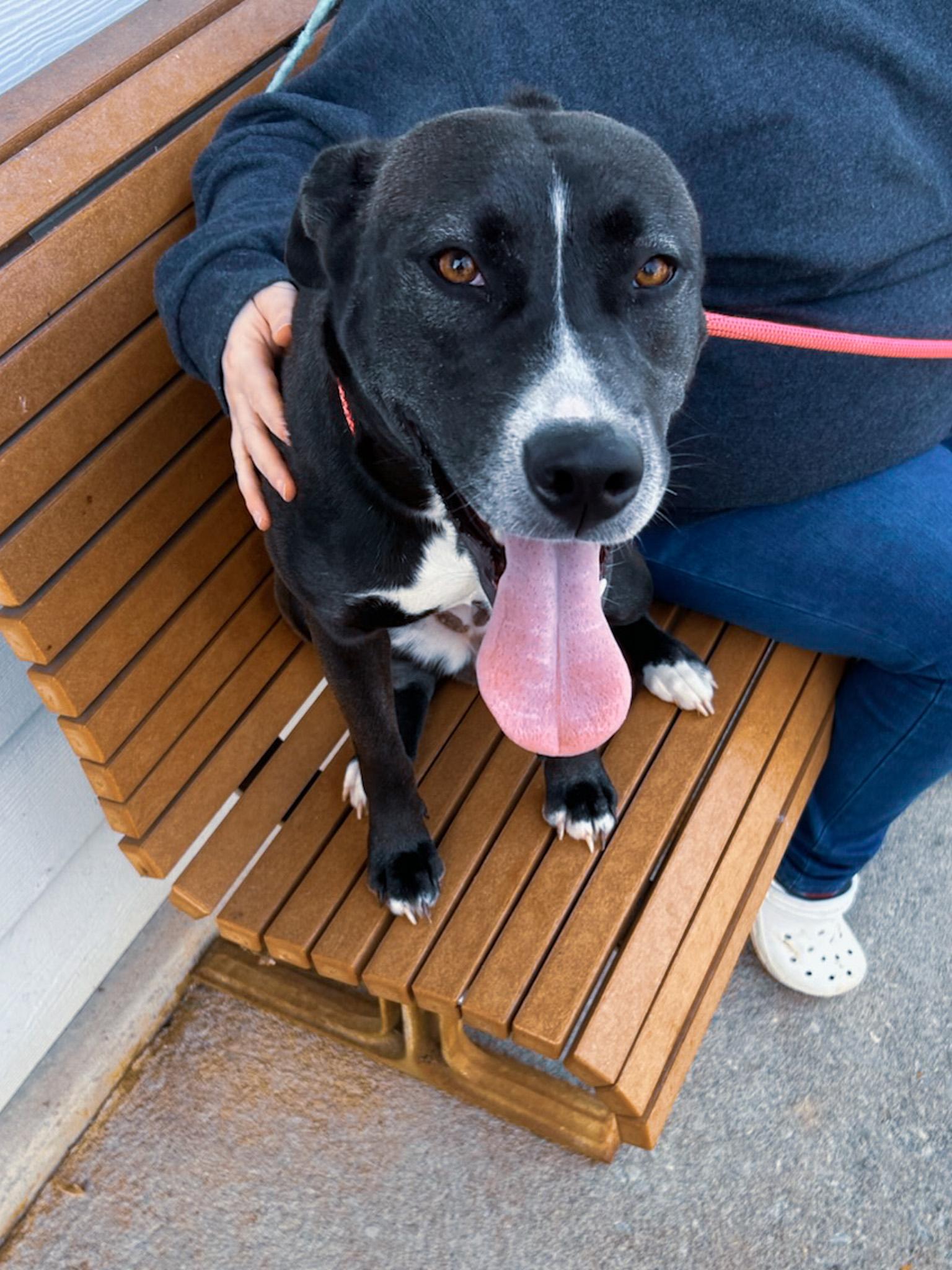 Enlarge Madelyn, a Adopted mixed breed in Newport, TN image 2/6