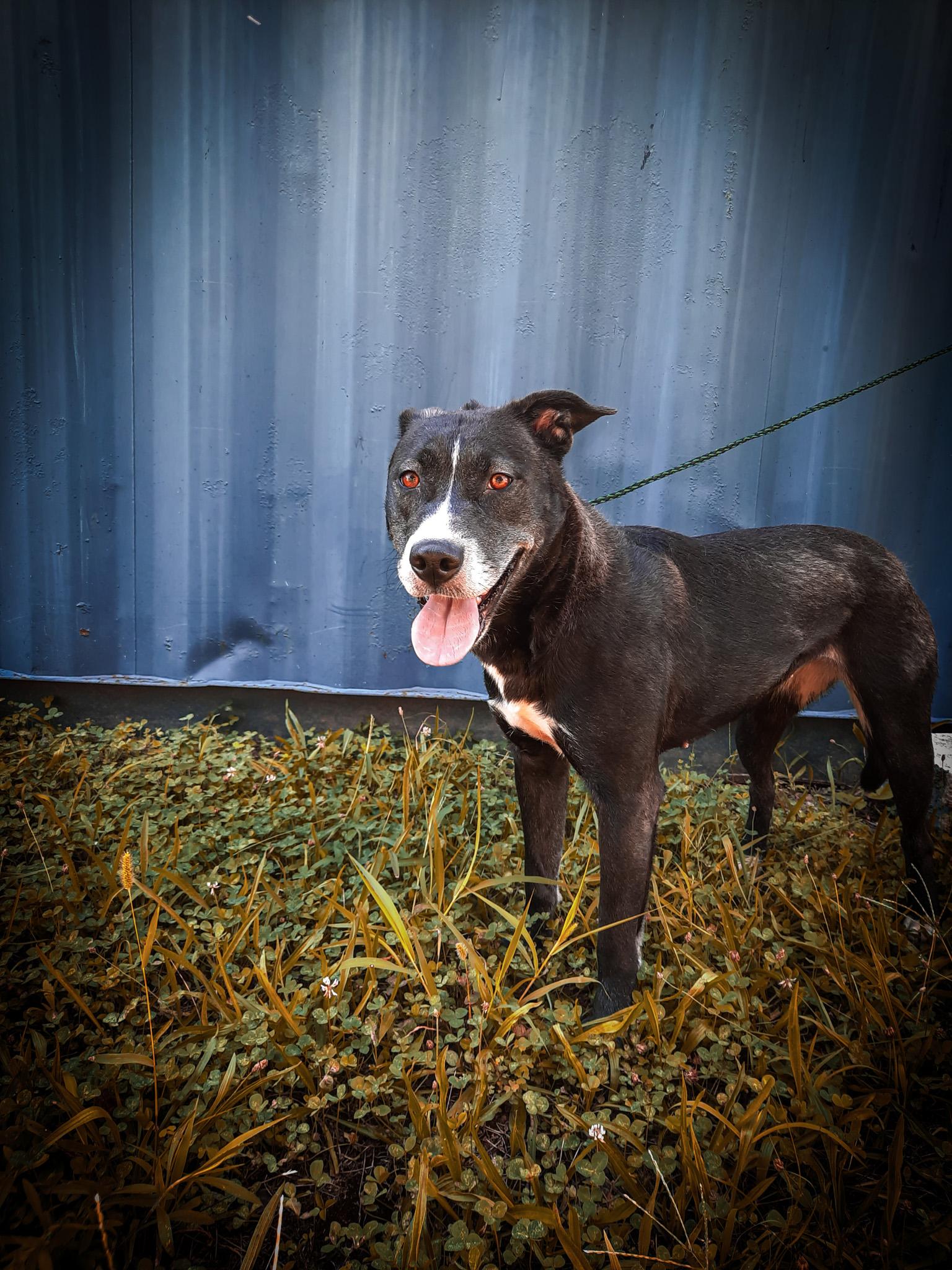 Enlarge Madelyn, a Adopted mixed breed in Newport, TN image 3/6
