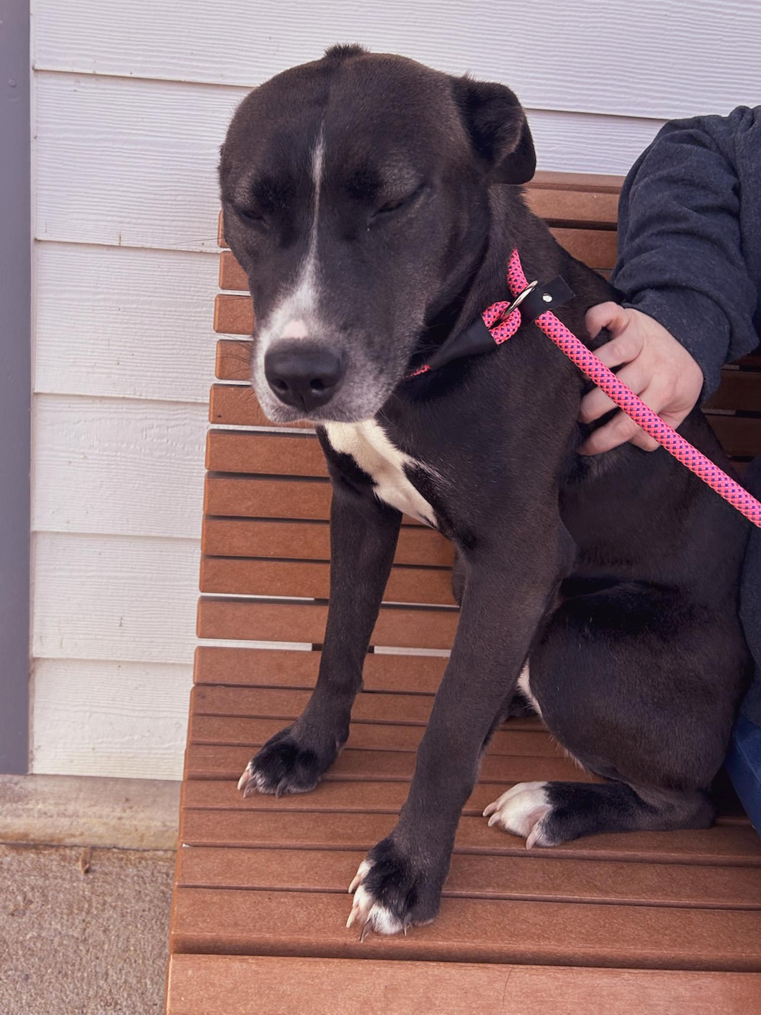 Enlarge Madelyn, a Adopted mixed breed in Newport, TN image 4/6