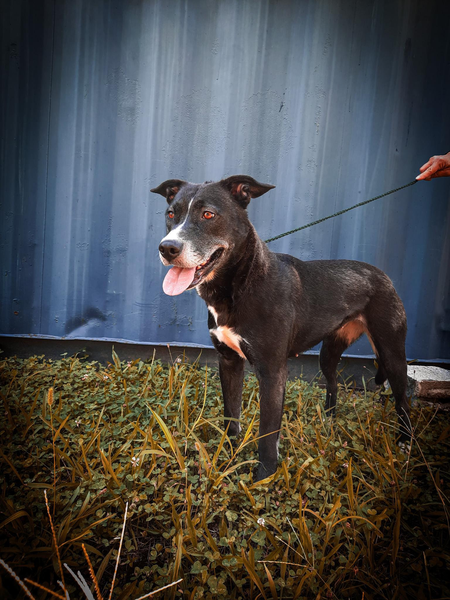 Enlarge Madelyn, a Adopted mixed breed in Newport, TN image 5/6