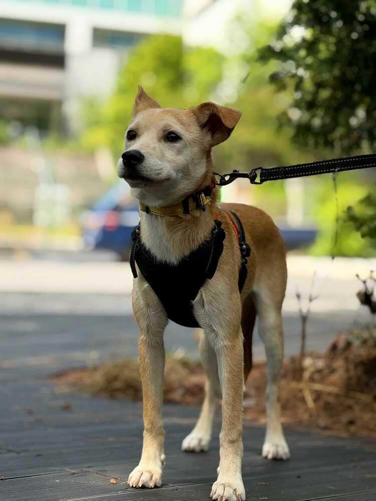 Cosmo, Adoptable, Puppy Female Jindo.