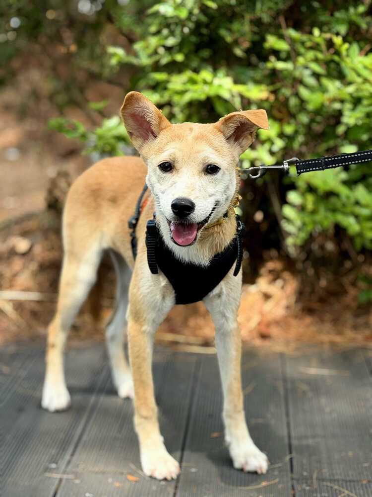 Enlarge Cosmo, a Adoptable Jindo in Long Island City, NY image 3/6
