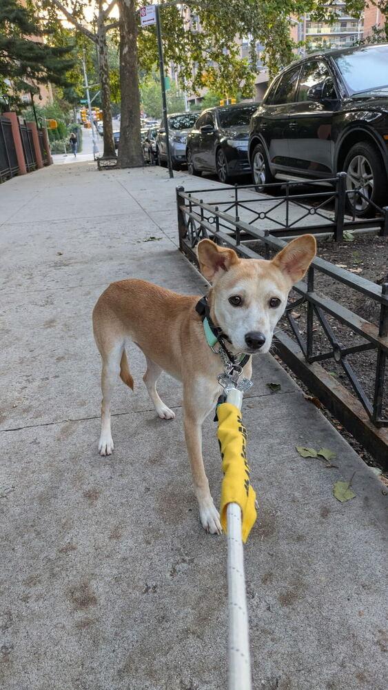 Enlarge Cosmo, a Adoptable Jindo in Long Island City, NY image 4/6