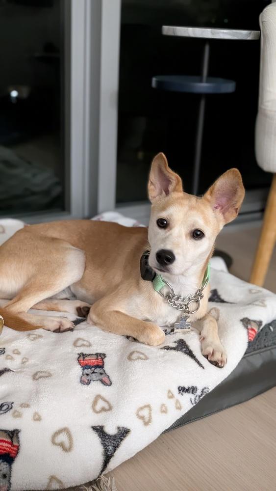 Enlarge Cosmo, a Adoptable Jindo in Long Island City, NY image 5/6