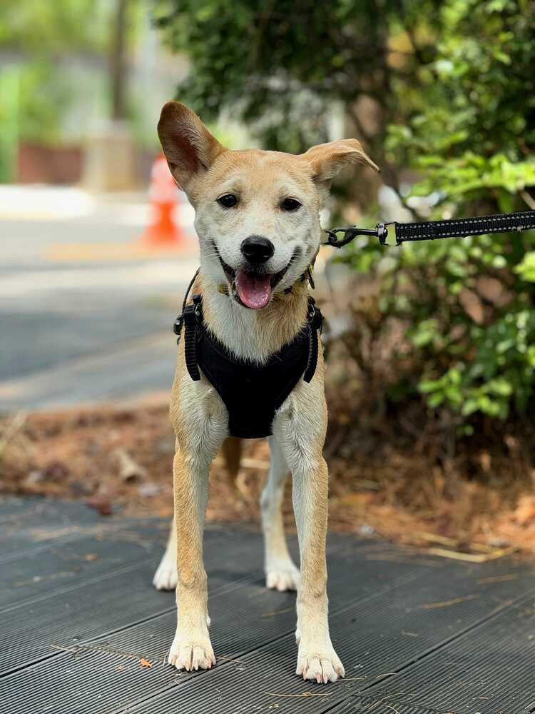 Enlarge Cosmo, a Adoptable Jindo in Long Island City, NY image 6/6