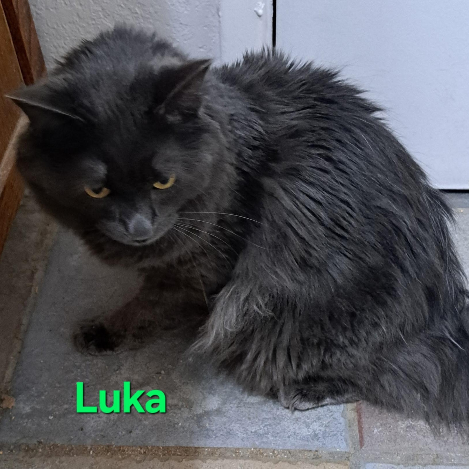 Luka (call 602-692-1499 to meet Luka), an adoptable Domestic Short Hair in Phoenix, AZ, 85064 | Photo Image 4