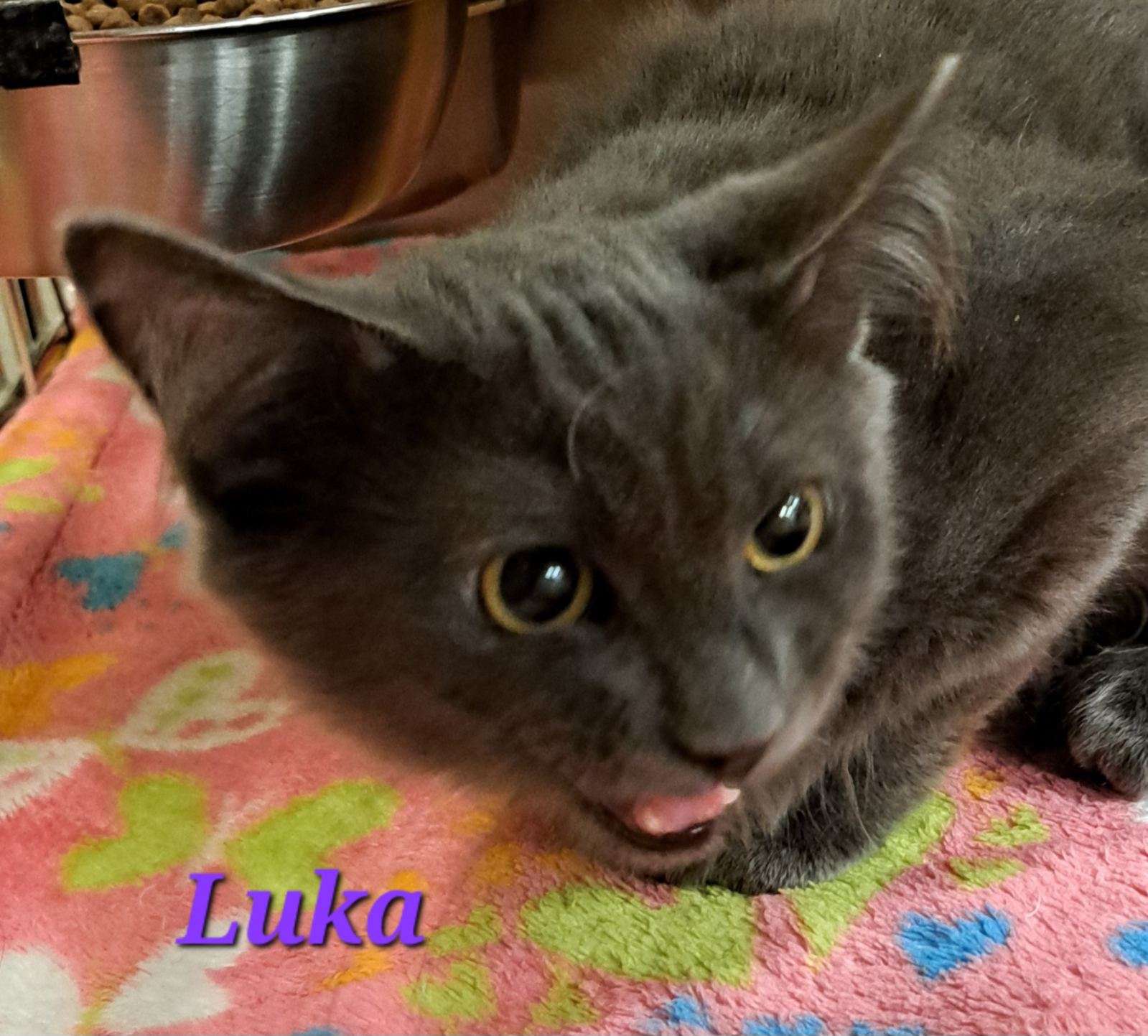 Luka (call 602-692-1499 to meet Luka), an adoptable Domestic Short Hair in Phoenix, AZ, 85064 | Photo Image 3