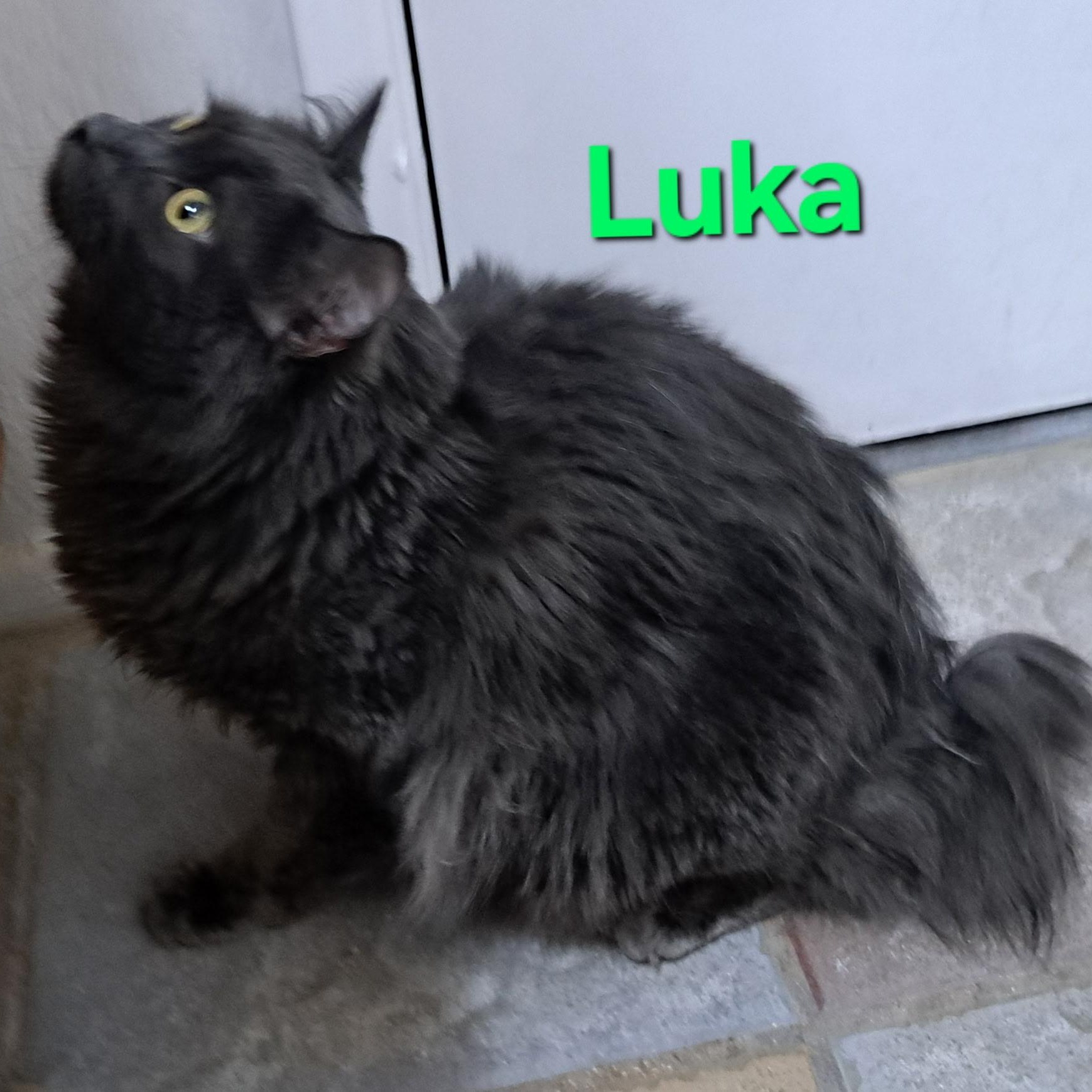 Luka (call 602-692-1499 to meet Luka), an adoptable Domestic Short Hair in Phoenix, AZ, 85064 | Photo Image 1