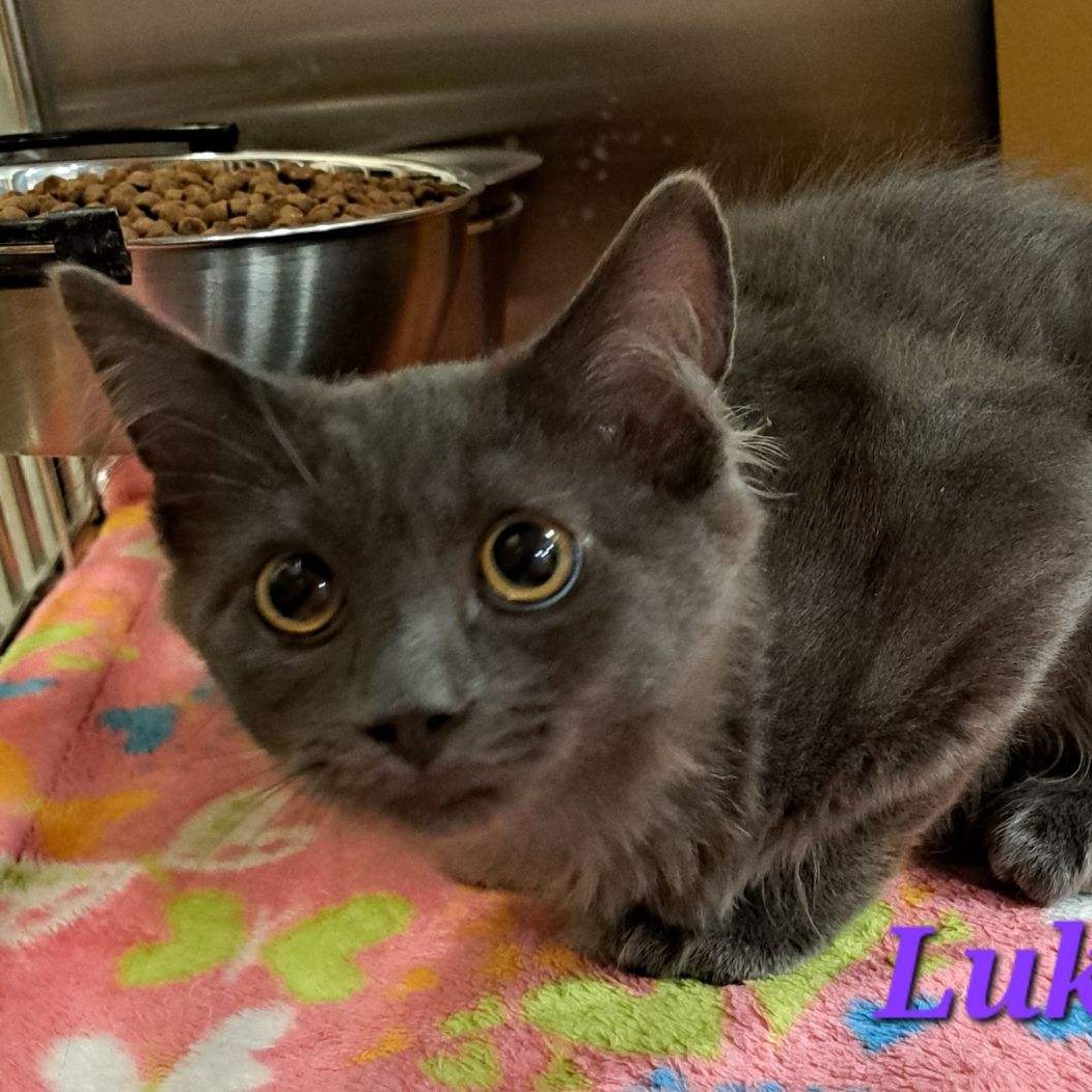Luka (call 602-692-1499 to meet Luka), an adoptable Domestic Short Hair in Phoenix, AZ, 85064 | Photo Image 2