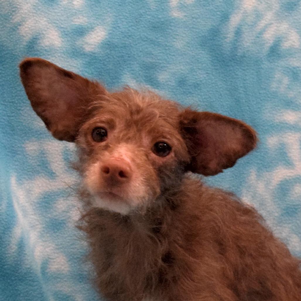 Enlarge Moose, a Adoptable Terrier in Eureka, CA image 1/3