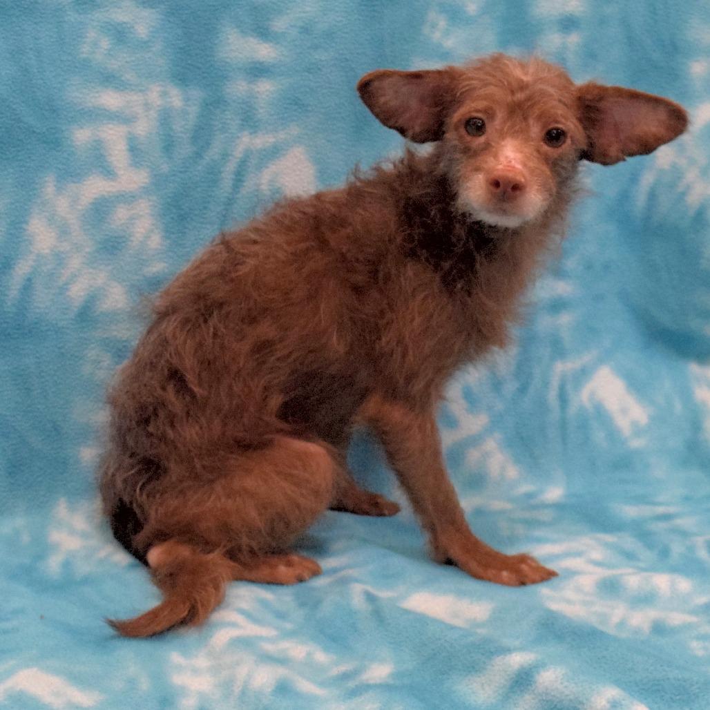 Enlarge Moose, a Adoptable Terrier in Eureka, CA image 2/3