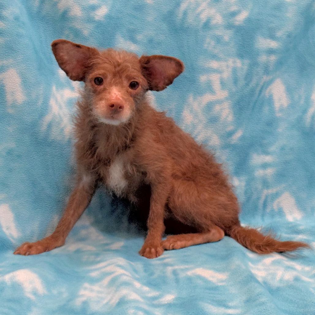 Enlarge Moose, a Adoptable Terrier in Eureka, CA image 3/3