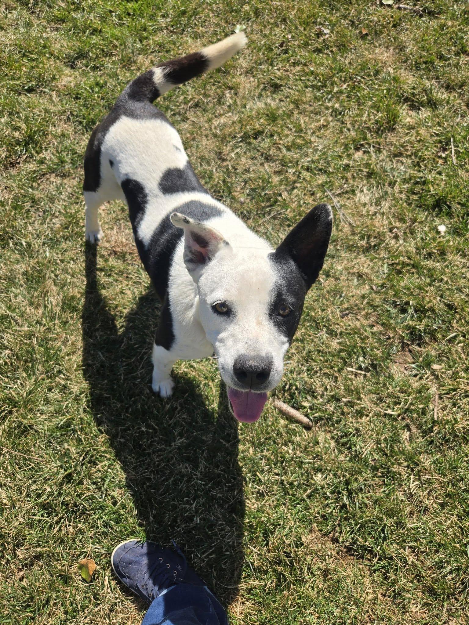 Enlarge Bullet, a ADOPTABLE mixed breed in Darlington, MD image 1/3