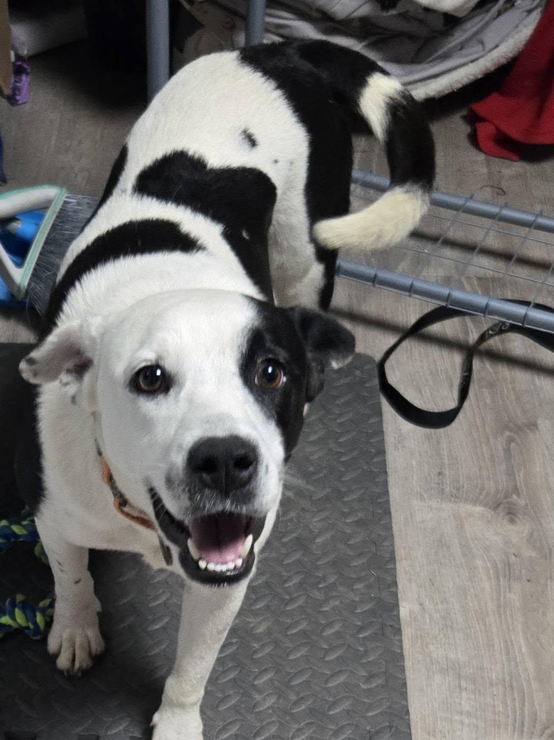 Enlarge Bullet, a ADOPTABLE mixed breed in Darlington, MD image 2/3