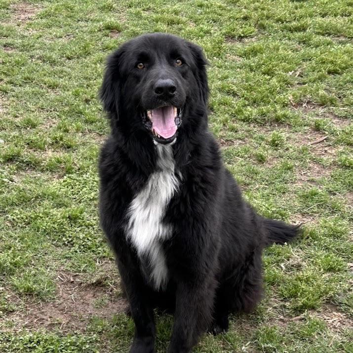 Enlarge Scout, a ADOPTABLE mixed breed in Monticello, IA image 1/1