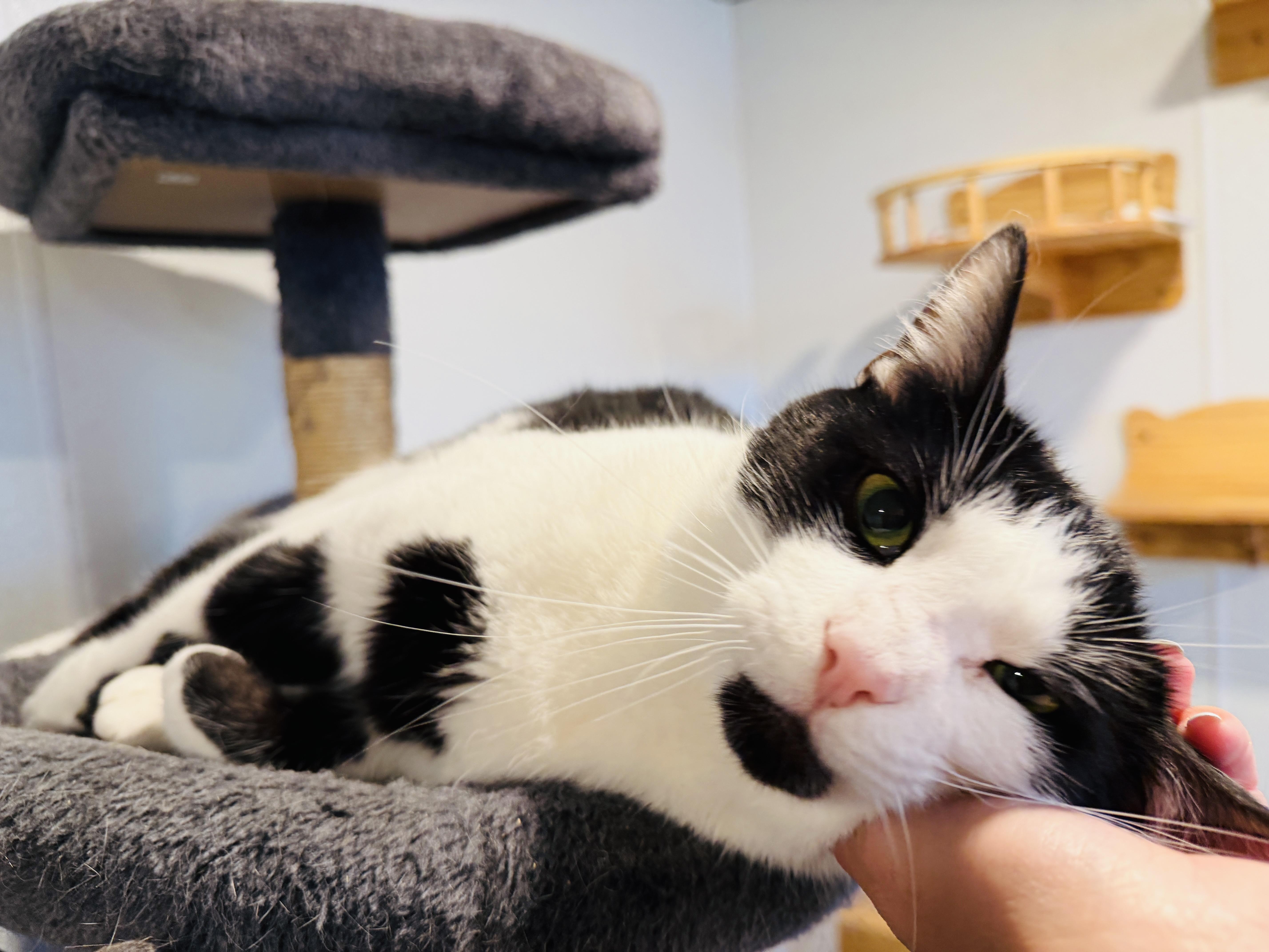 Enlarge John, a Adoptable mixed breed in Brooks, ME image 3/3