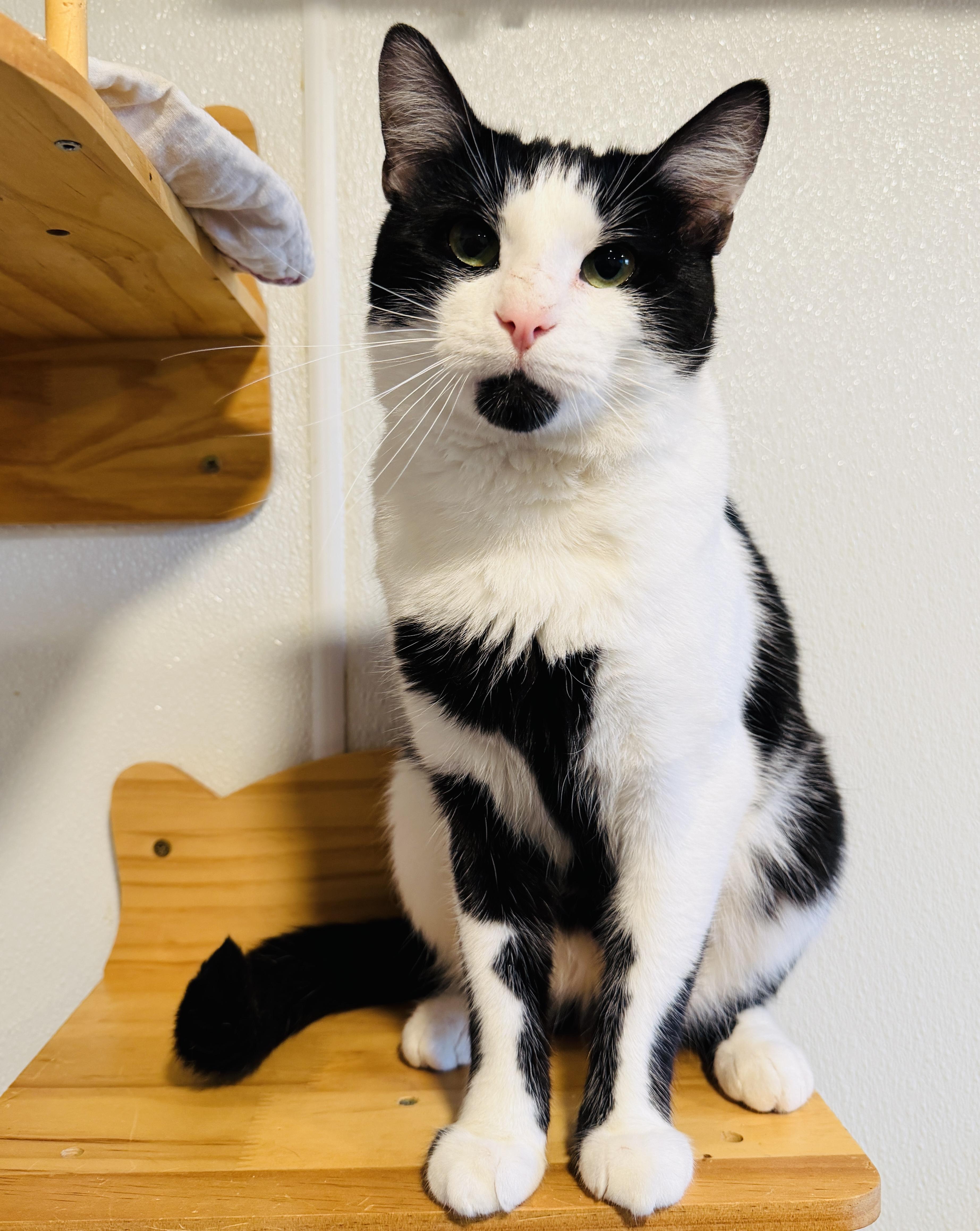 John, Adoptable, Adult Male Domestic Short Hair.