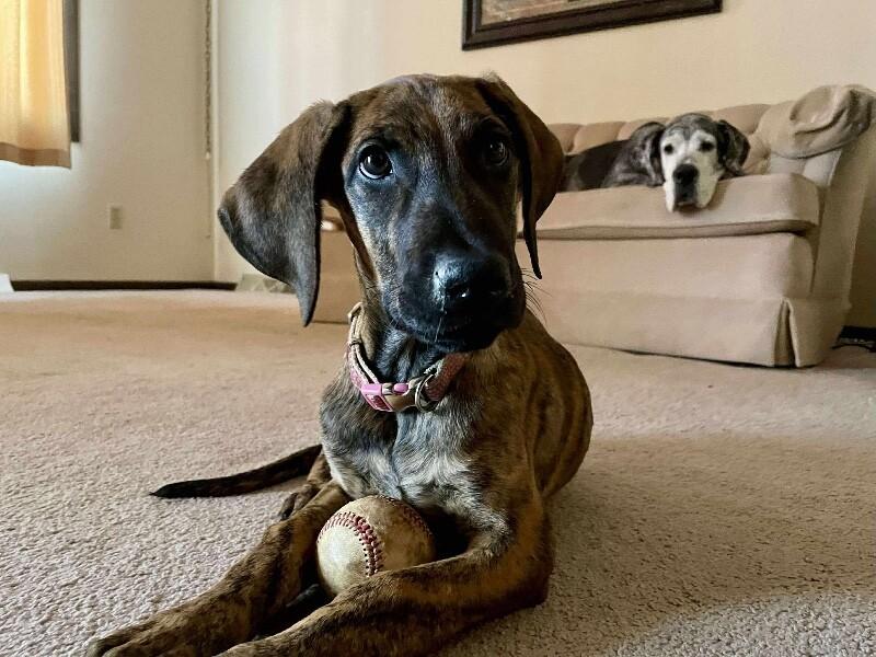 Enlarge Lottie, a Adoptable mixed breed in Alma, WI image 1/6