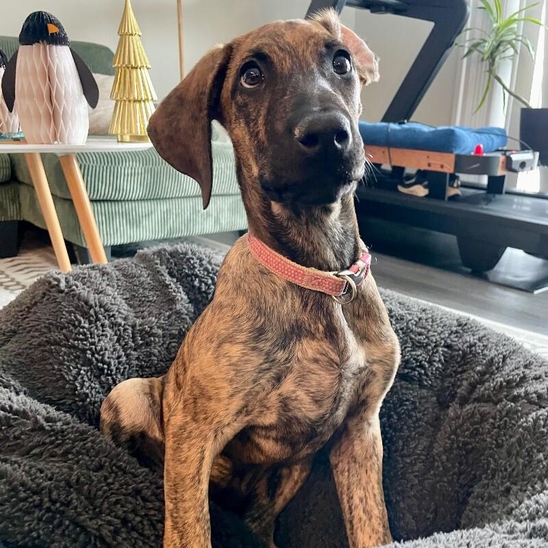 Enlarge Lottie, a Adoptable mixed breed in Alma, WI image 2/6