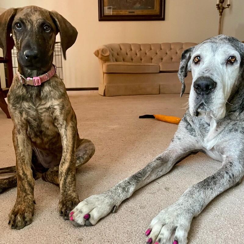 Enlarge Lottie, a Adoptable mixed breed in Alma, WI image 3/6