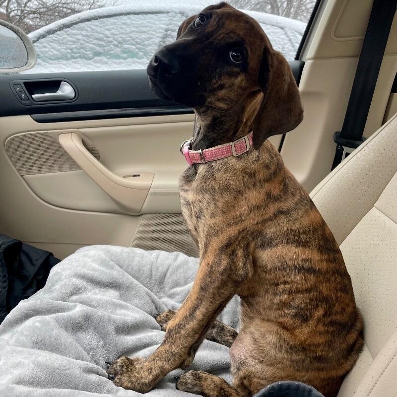 Enlarge Lottie, a Adoptable mixed breed in Alma, WI image 4/6