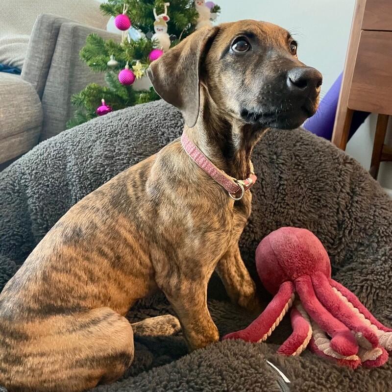 Enlarge Lottie, a Adoptable mixed breed in Alma, WI image 5/6