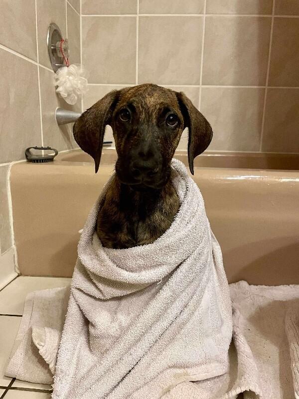 Enlarge Lottie, a Adoptable mixed breed in Alma, WI image 6/6