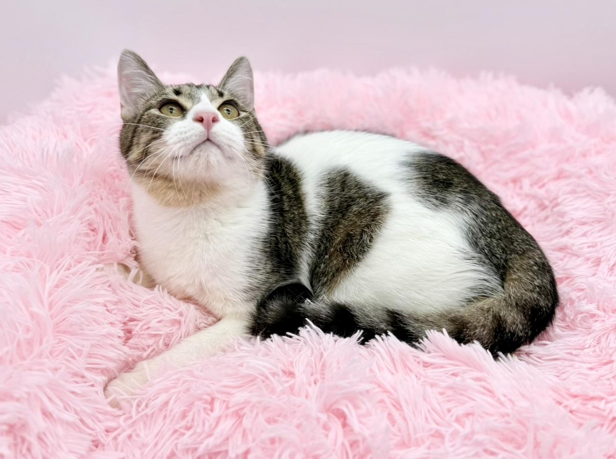 Enlarge Gutter, a Adoptable Domestic Short Hair in Covington, LA image 5/6