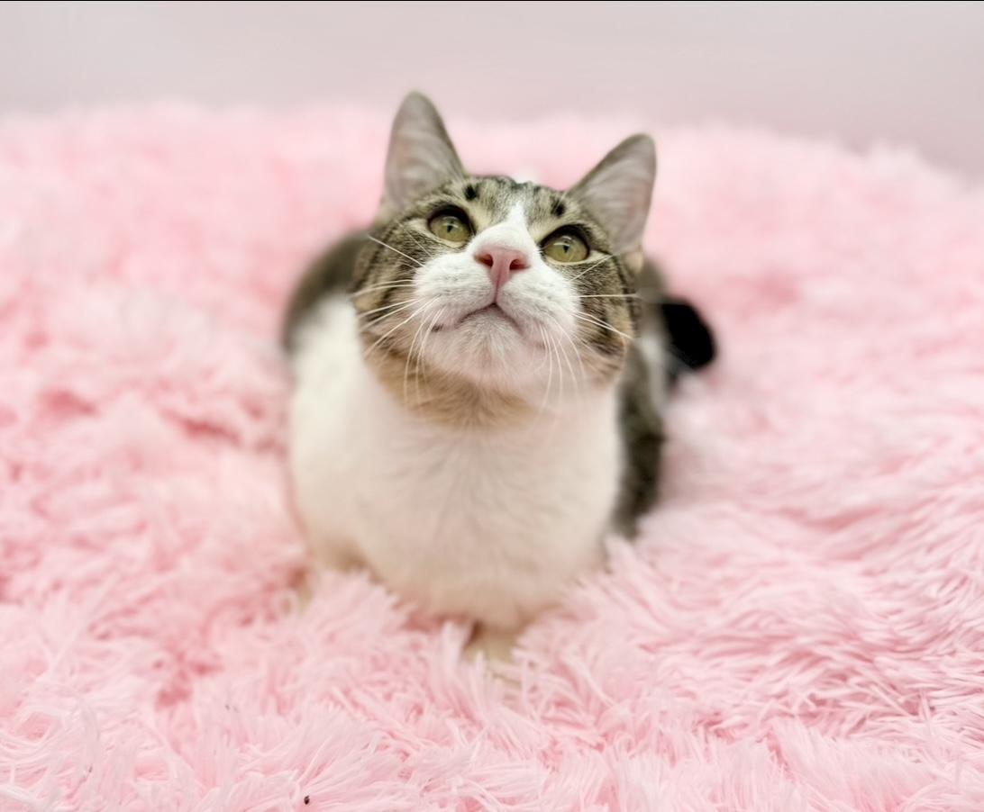 Gutter, Adoptable, Kitten Male Domestic Short Hair.