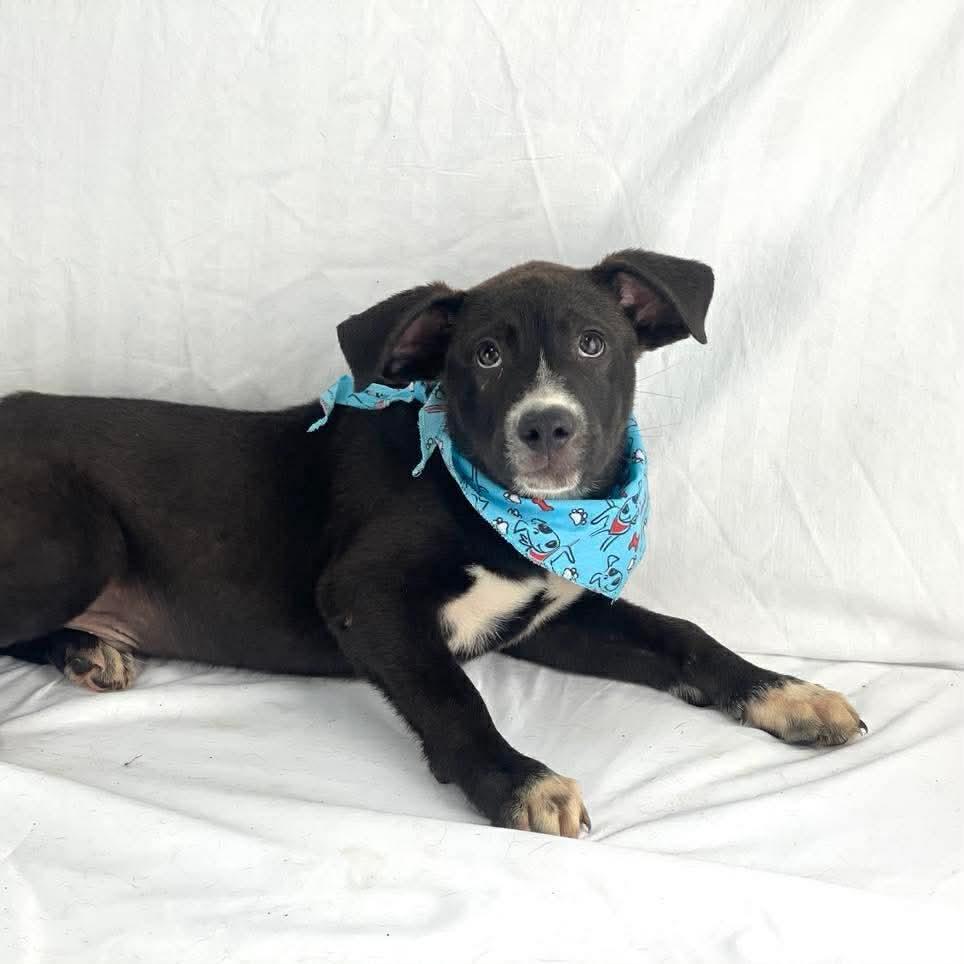 Enlarge Cookie, a Adoptable Mixed Breed in Lufkin, TX image 1/1