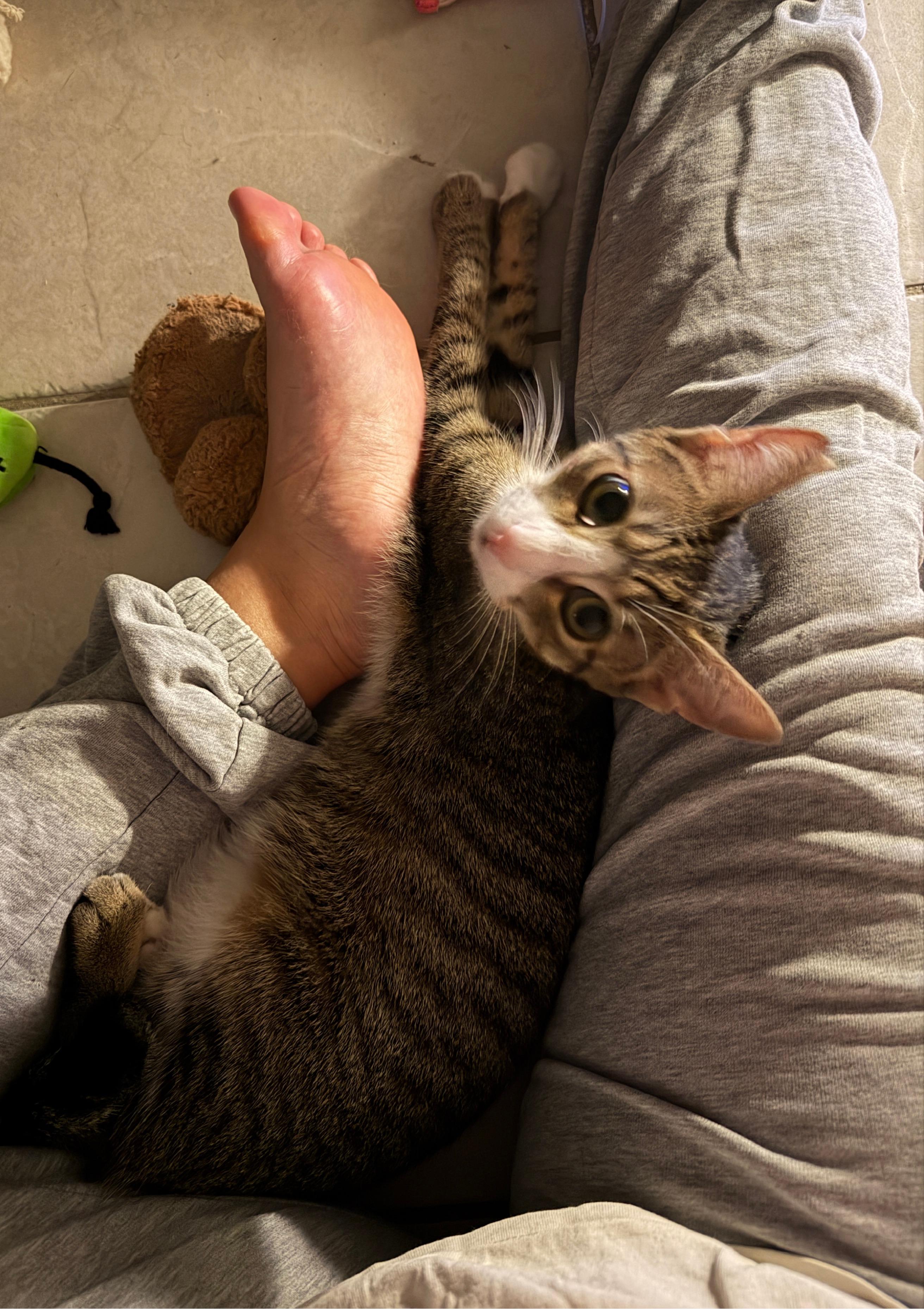 Sky, Adoptable, Young Male Domestic Short Hair.