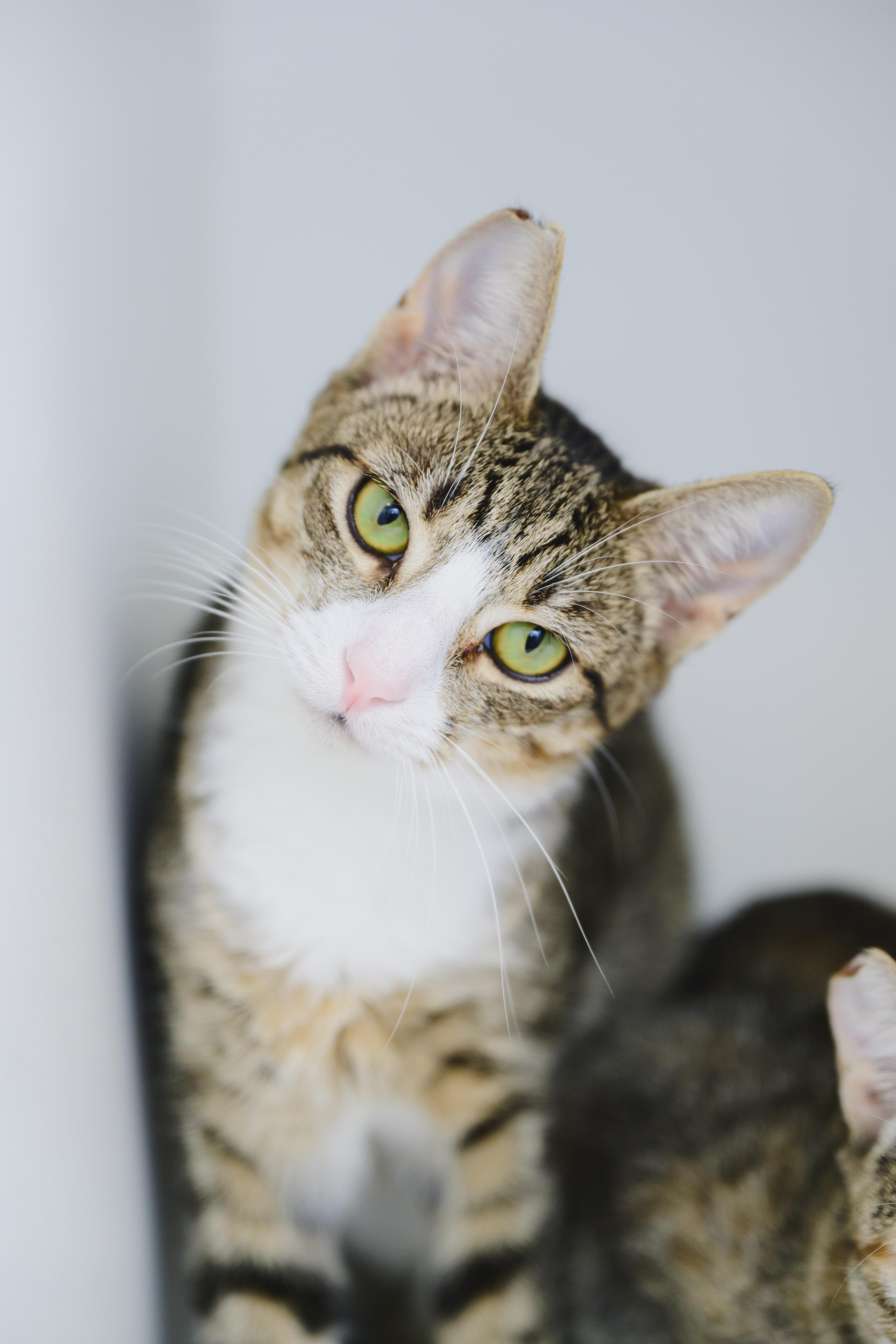 Enlarge Sky, a Adoptable Domestic Short Hair in Honolulu, HI image 2/3