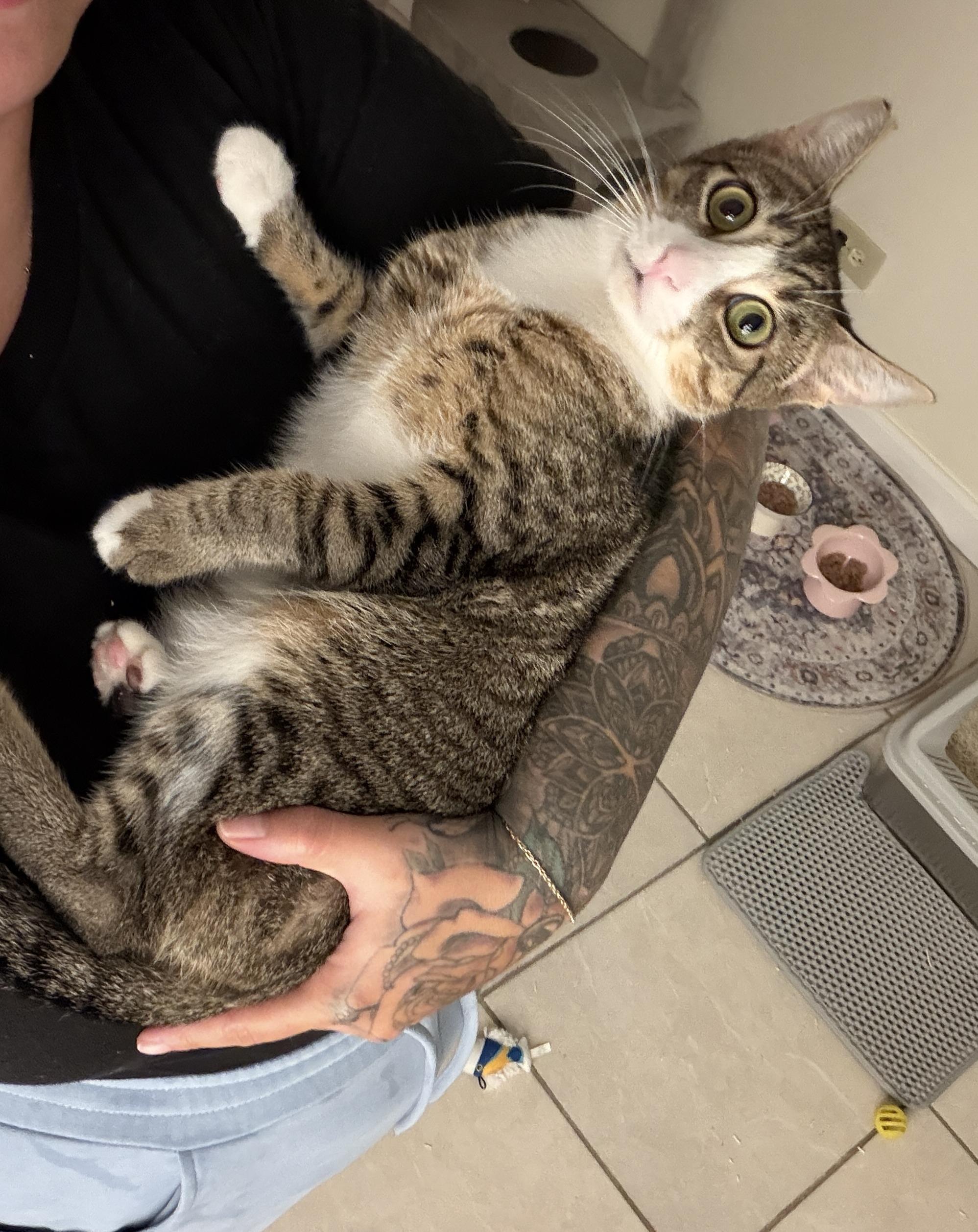 Enlarge Sky, a Adoptable Domestic Short Hair in Honolulu, HI image 3/3