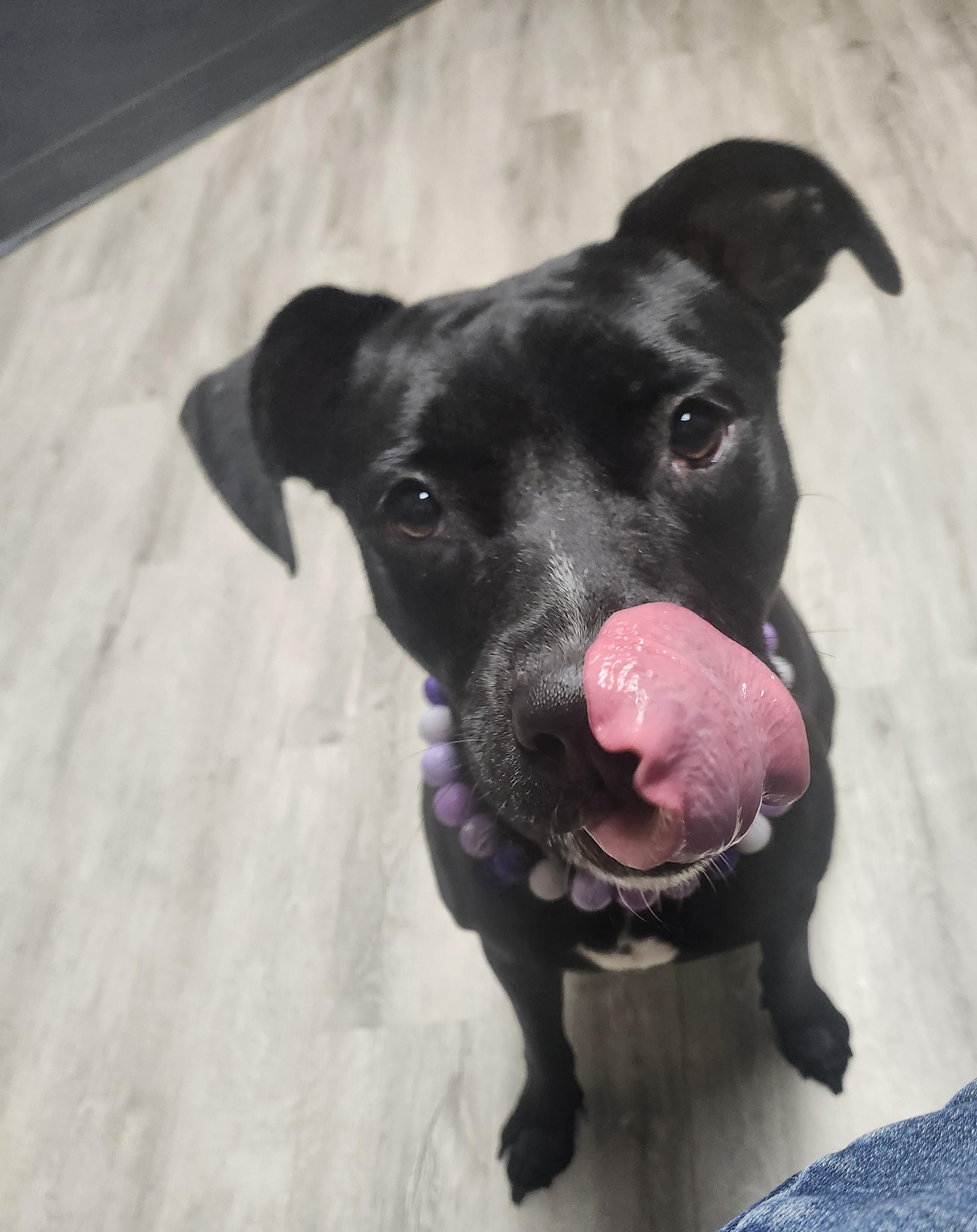 Belle (Prison Program), a Adoptable mixed breed in Mansfield, OH image 2/4