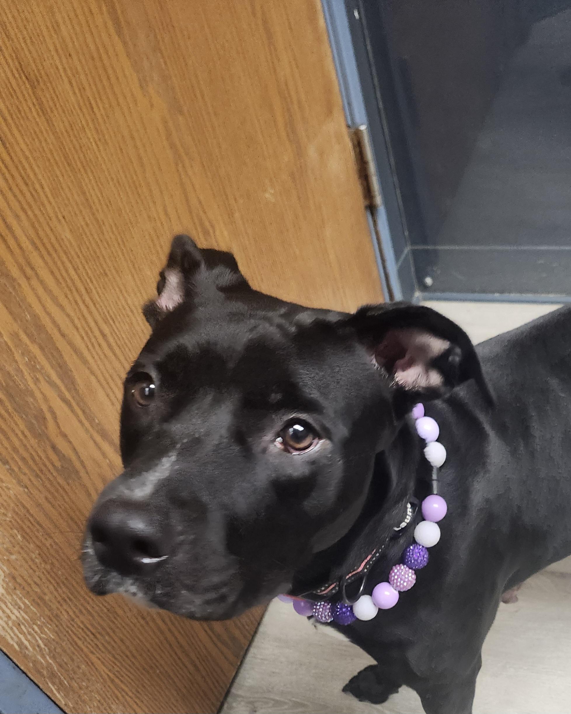 Belle (Prison Program), a Adoptable mixed breed in Mansfield, OH image 3/4