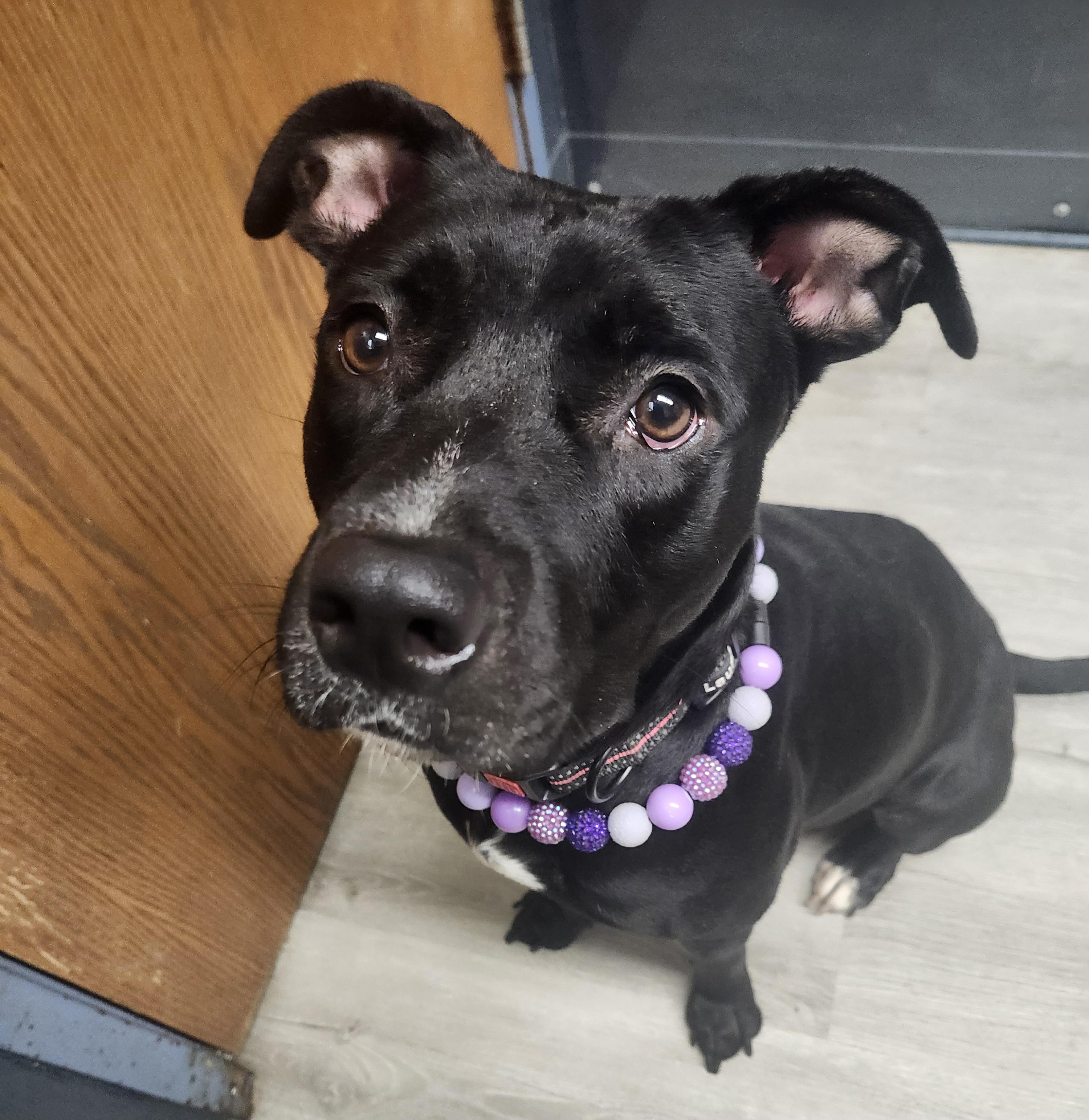 Belle (Prison Program), a Adoptable mixed breed in Mansfield, OH image 1/4