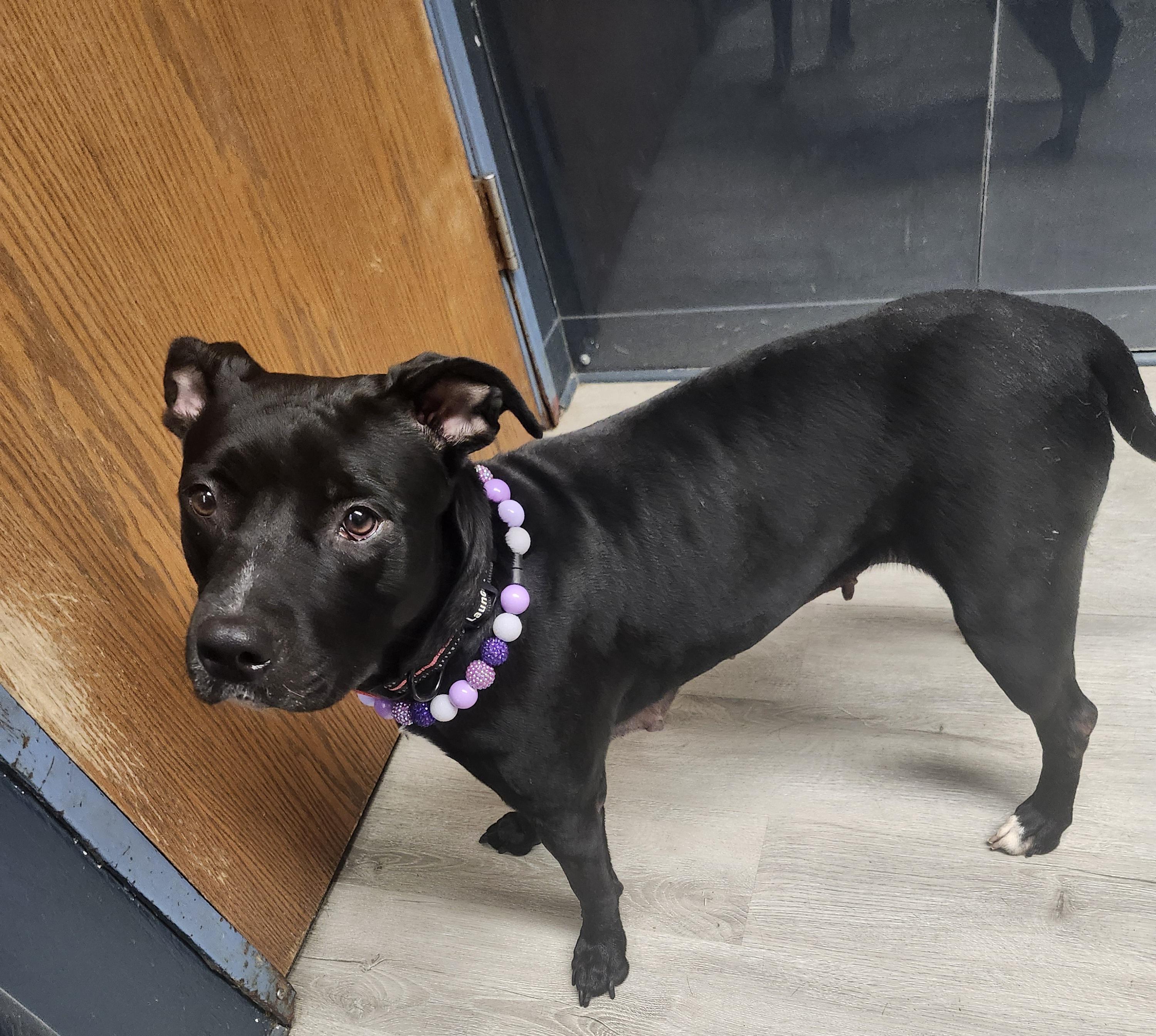 Belle (Prison Program), a Adoptable mixed breed in Mansfield, OH image 4/4