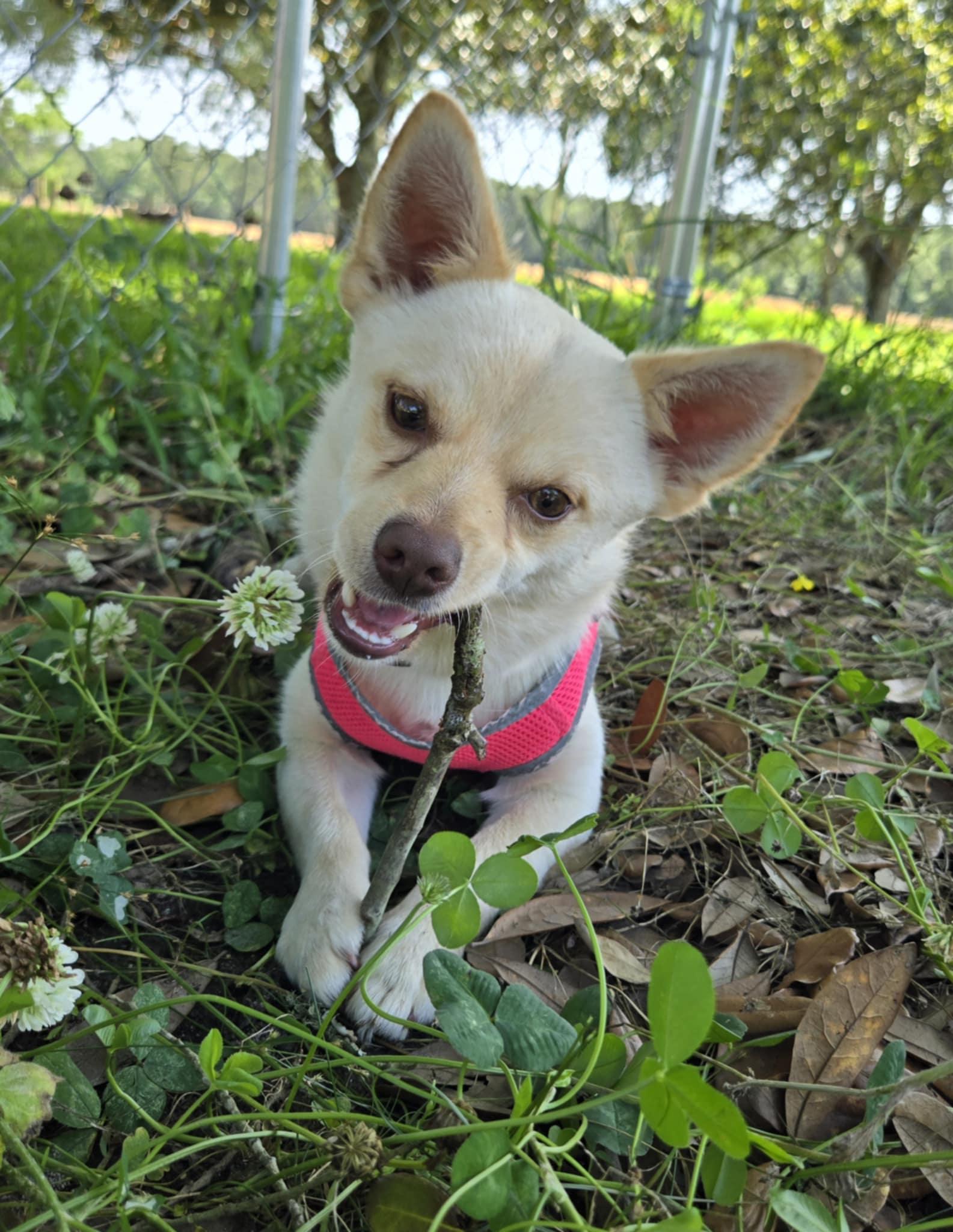 Enlarge Chippy, a Adopted Chihuahua in St. Clair, PA image 3/6