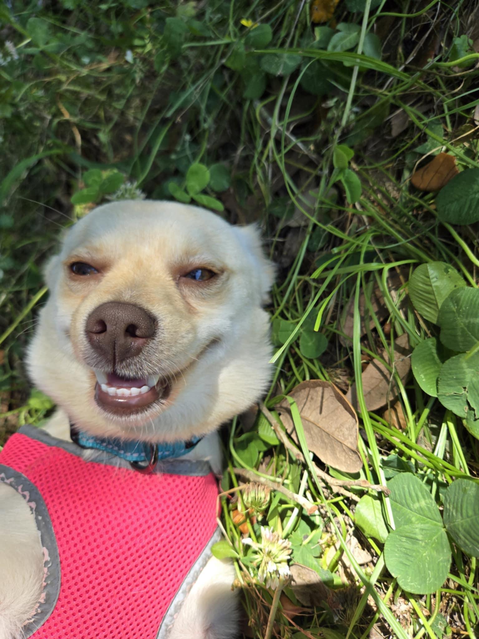 Enlarge Chippy, a Adopted Chihuahua in St. Clair, PA image 2/6