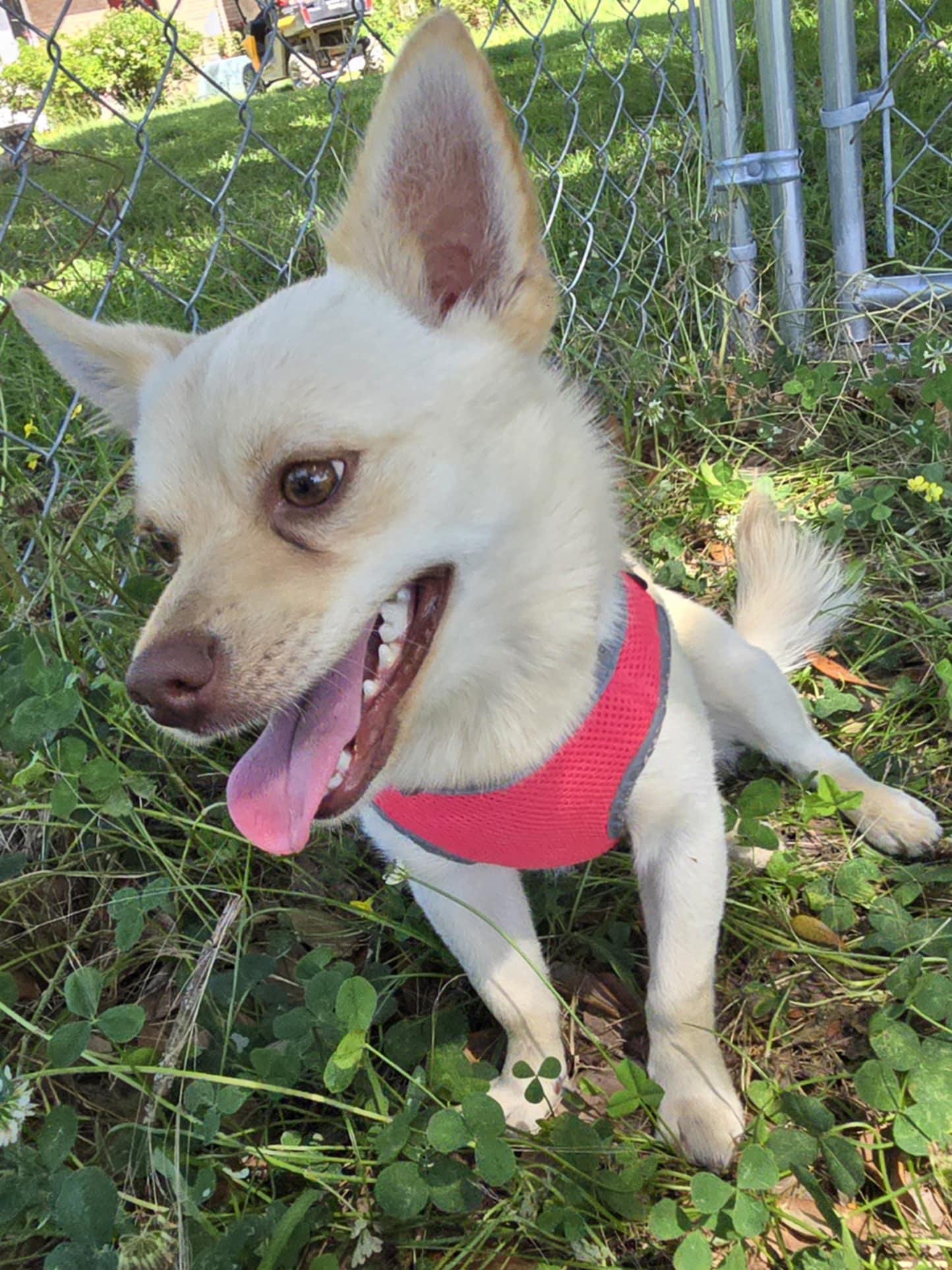Enlarge Chippy, a Adopted Chihuahua in St. Clair, PA image 4/6