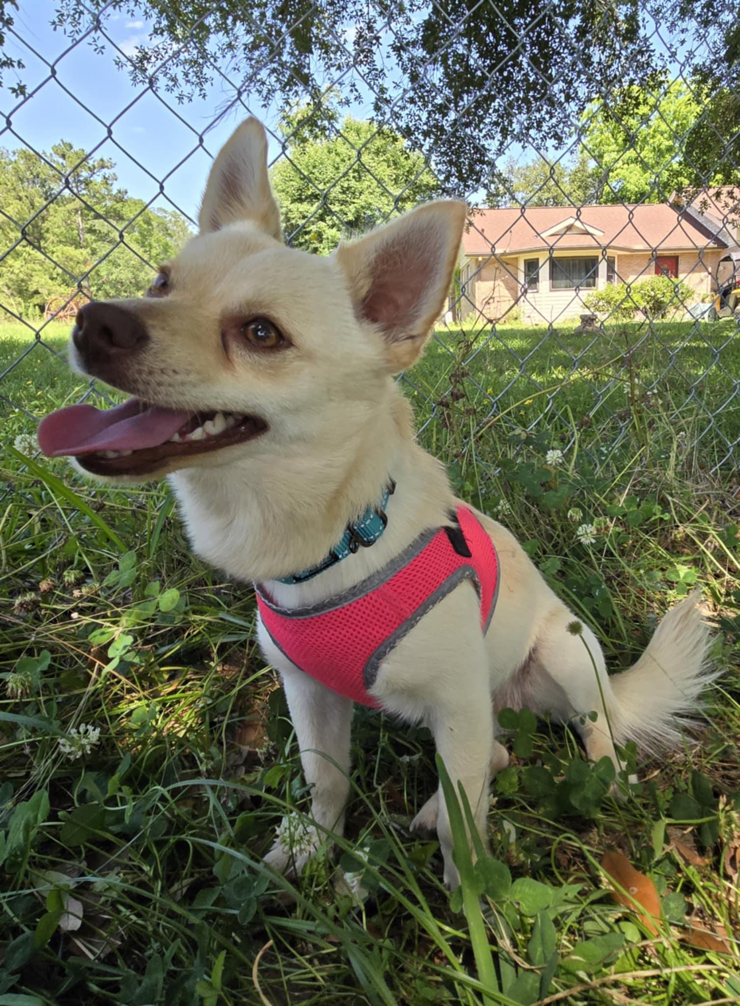 Chippy, Adopted, Young Male Chihuahua.