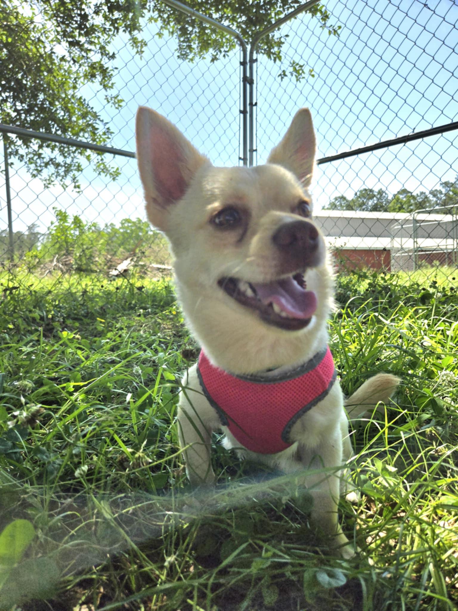Enlarge Chippy, a Adopted Chihuahua in St. Clair, PA image 5/6