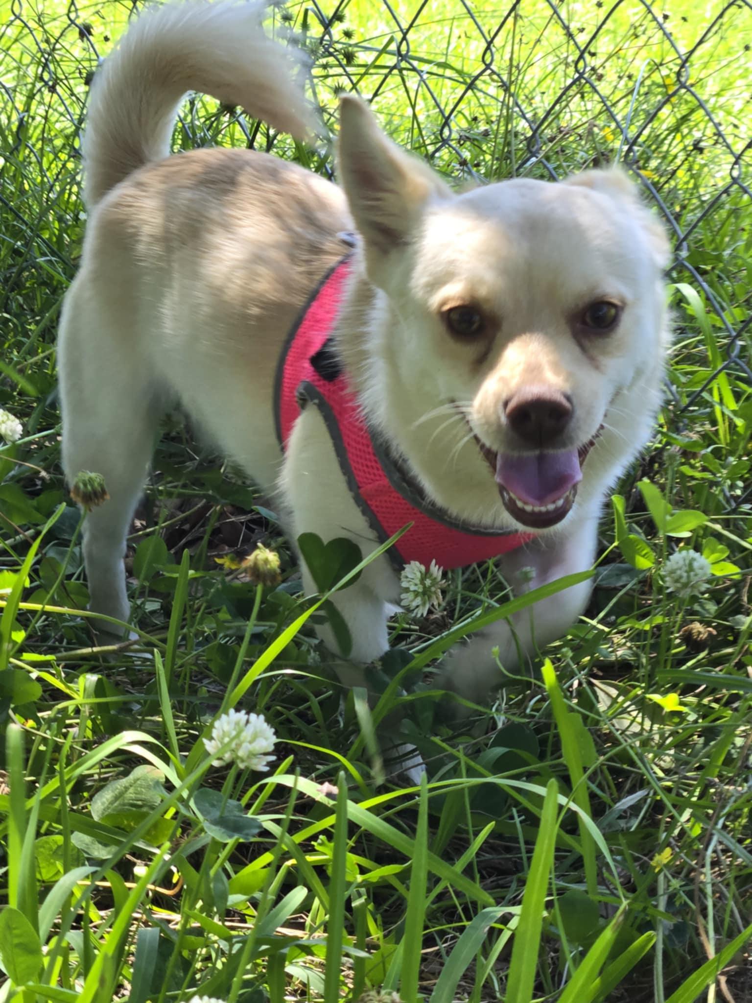 Enlarge Chippy, a Adopted Chihuahua in St. Clair, PA image 6/6