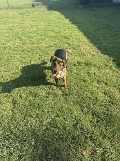 Buffy, Adoptable, Adult Female Mixed Breed & Mixed Breed.