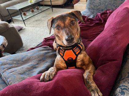 Buffy, a Adoptable Mixed Breed in Chicago, IL image 2/2
