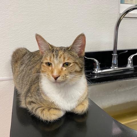 Enlarge Journey, a Adoptable mixed breed in Battle Creek, MI image 4/5